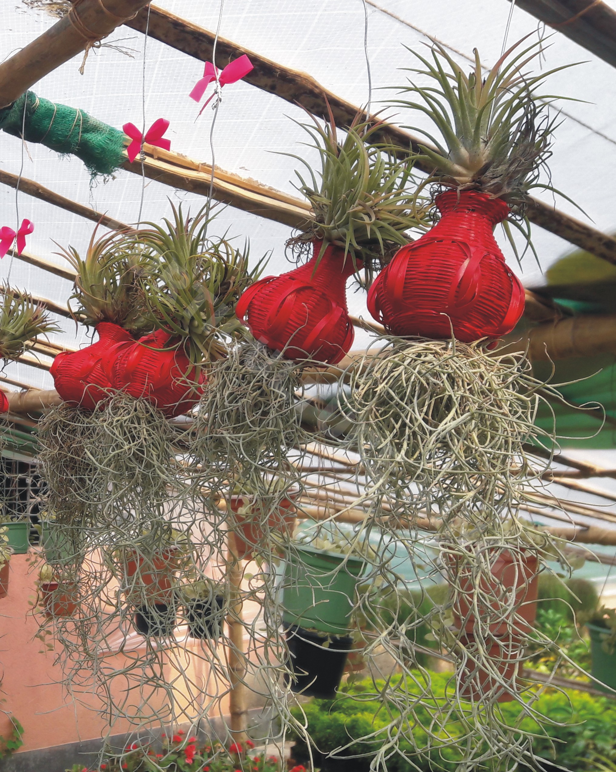 Air Plants with Spanish moss – horticultureking