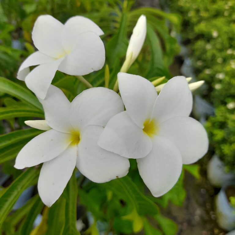 Plumeria pudica horticultureking