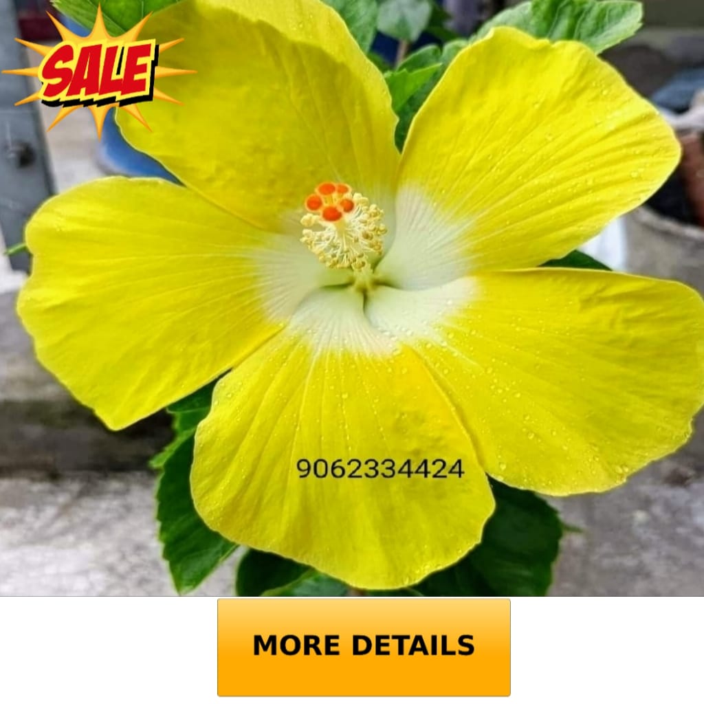 hibiscus flower