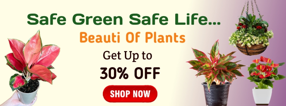 online plant nursery 1