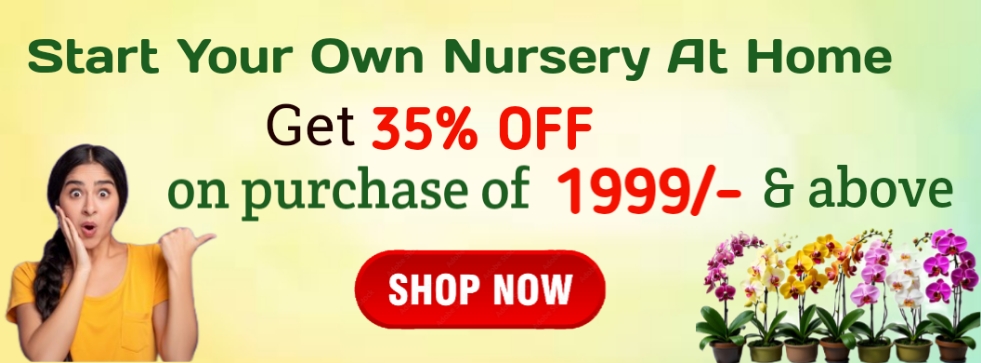 online plant nursery 2