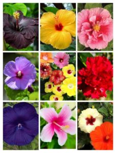 6c4278a3-7a1b-441e-bcb7-18e0e4e55087-776x1024