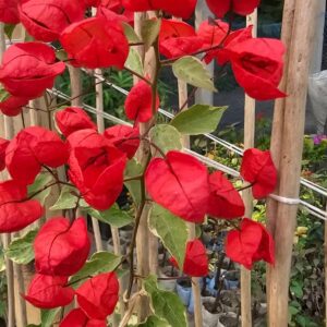 Tanglong red bougainvillea