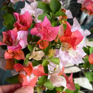 maharani bougainvillea