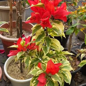dragon flame bougainville