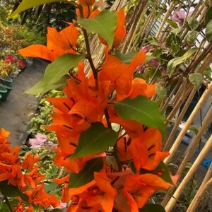 foxtail orange bougainvillea