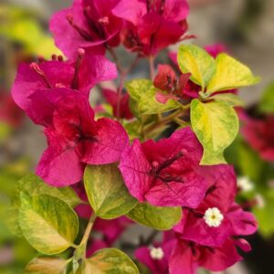 angel kiss bougainvillea