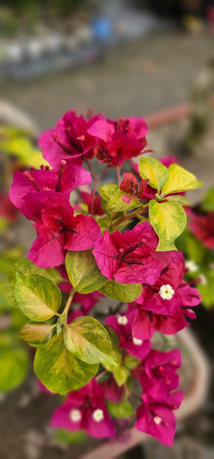 ANGEL KISS angel kiss bougainvillea