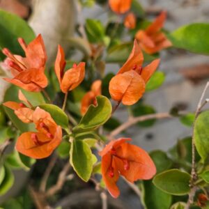 arjuna bougainvillea