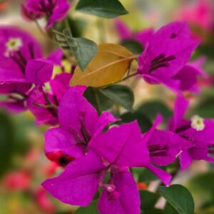 brizza bougainvillea