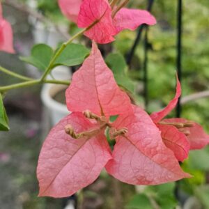 bougainvillea
