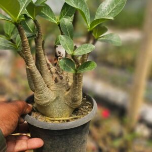 arabicum adenium