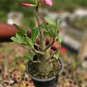 arabicum adenium