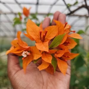 fire opal bougainvillea