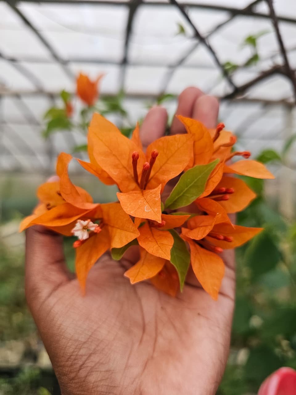 FIRE OPAL fire opal bougainvillea