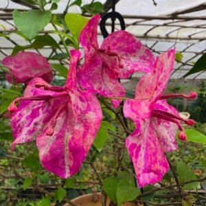 kristina bougainvillea