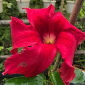 mondevillea red