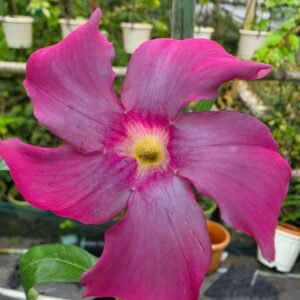 mondevillea pink