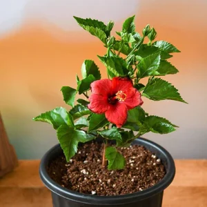 nurserylive-g-hibiscus-gudhal-flower-red-plant-213118_420x